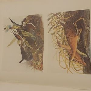 King Rail and Green Heron After Audubon